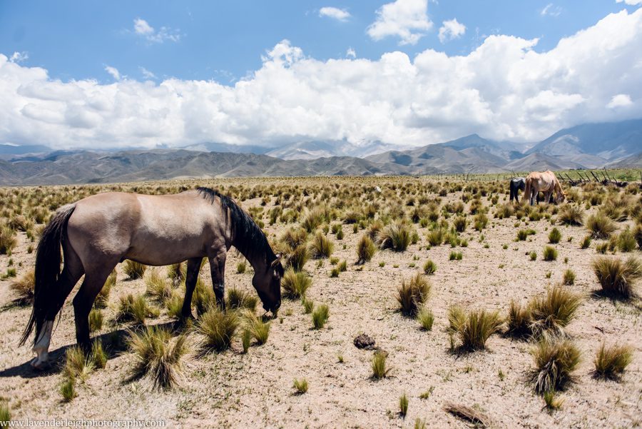 A vacation to Santiago, Chile and Mendoza, Argentina in January 2020.