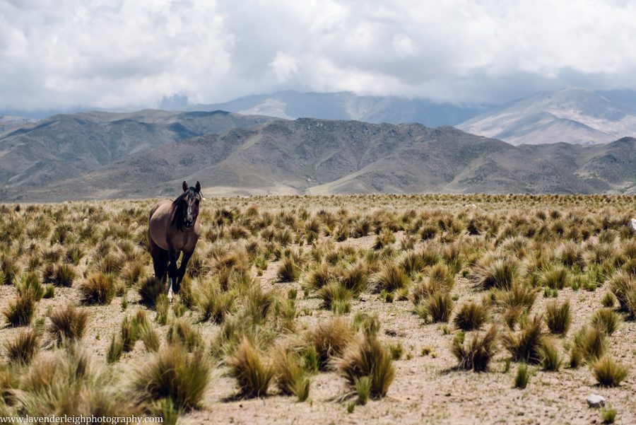 A vacation to Santiago, Chile and Mendoza, Argentina in January 2020.