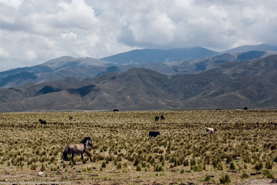 A vacation to Santiago, Chile and Mendoza, Argentina in January 2020.