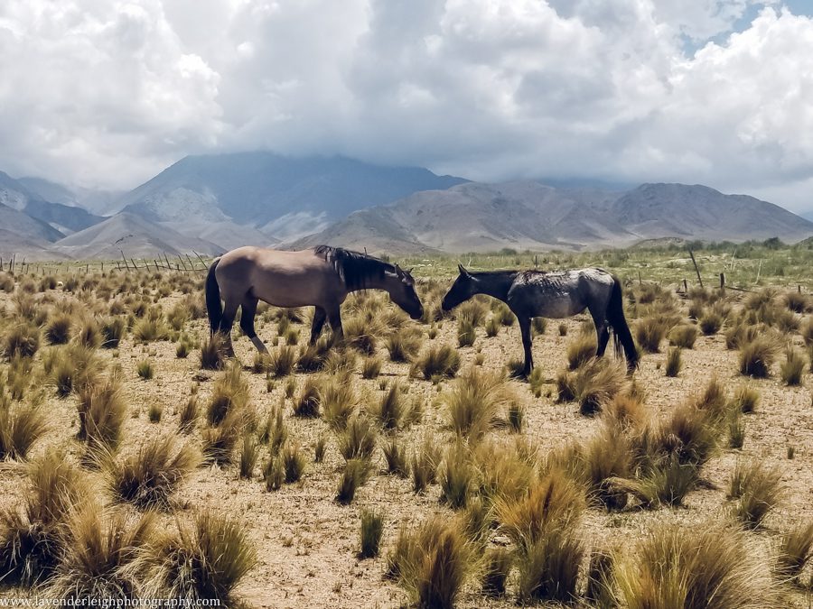 A vacation to Santiago, Chile and Mendoza, Argentina in January 2020.