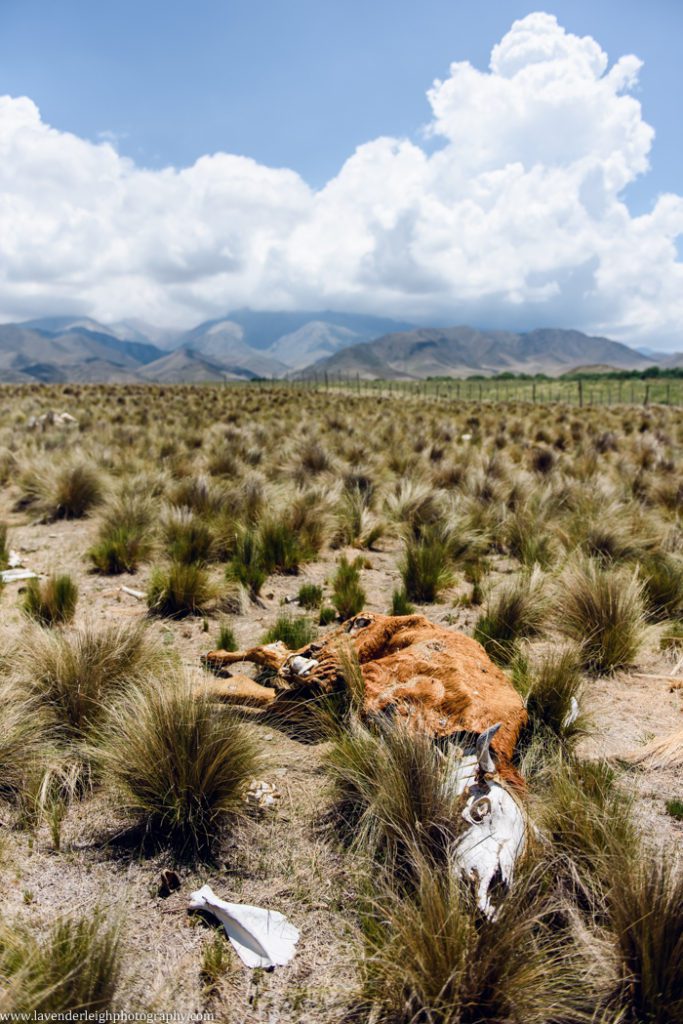 A vacation to Santiago, Chile and Mendoza, Argentina in January 2020.
