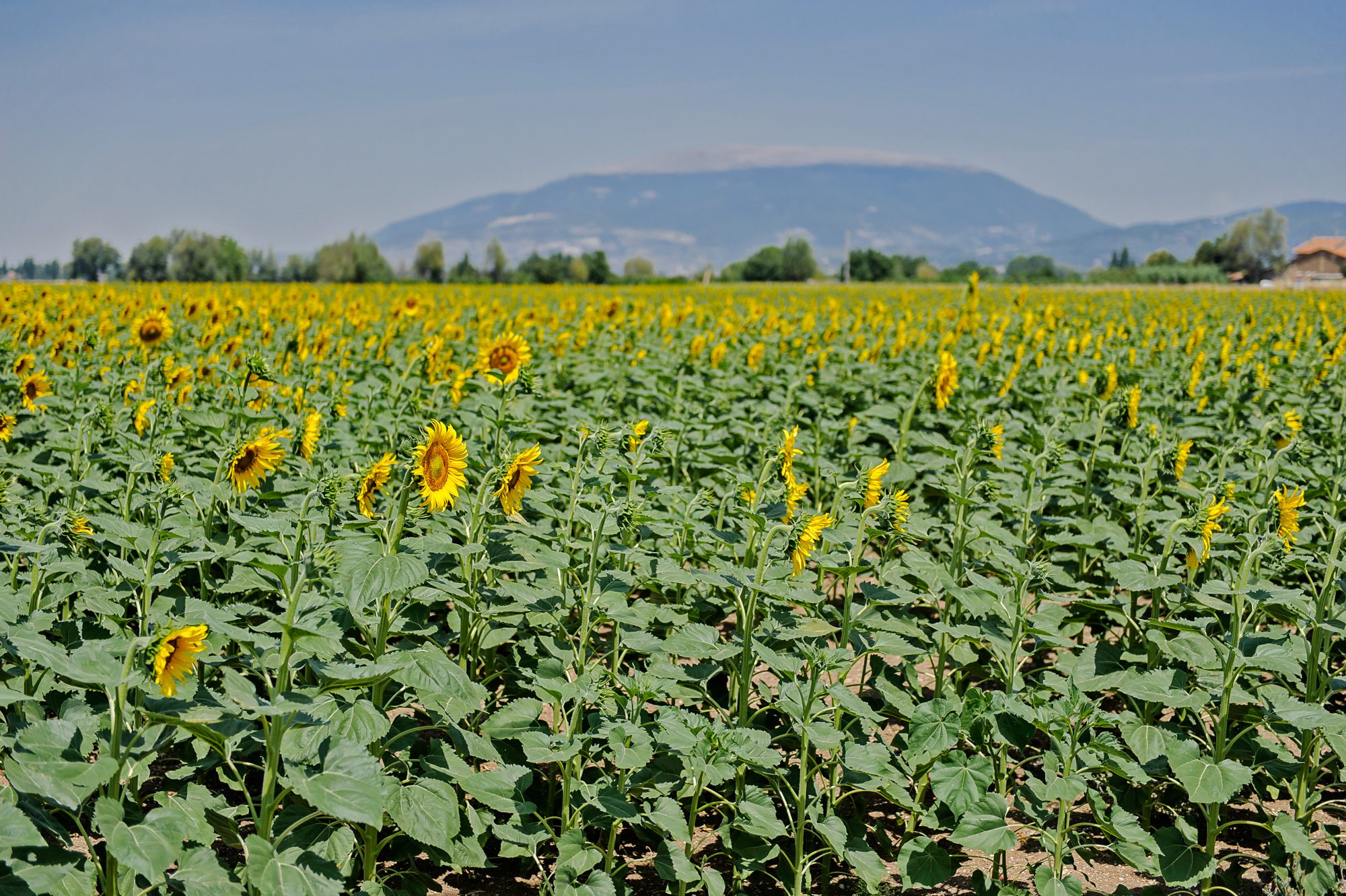 Sunflower fields in Tuscany, Italy