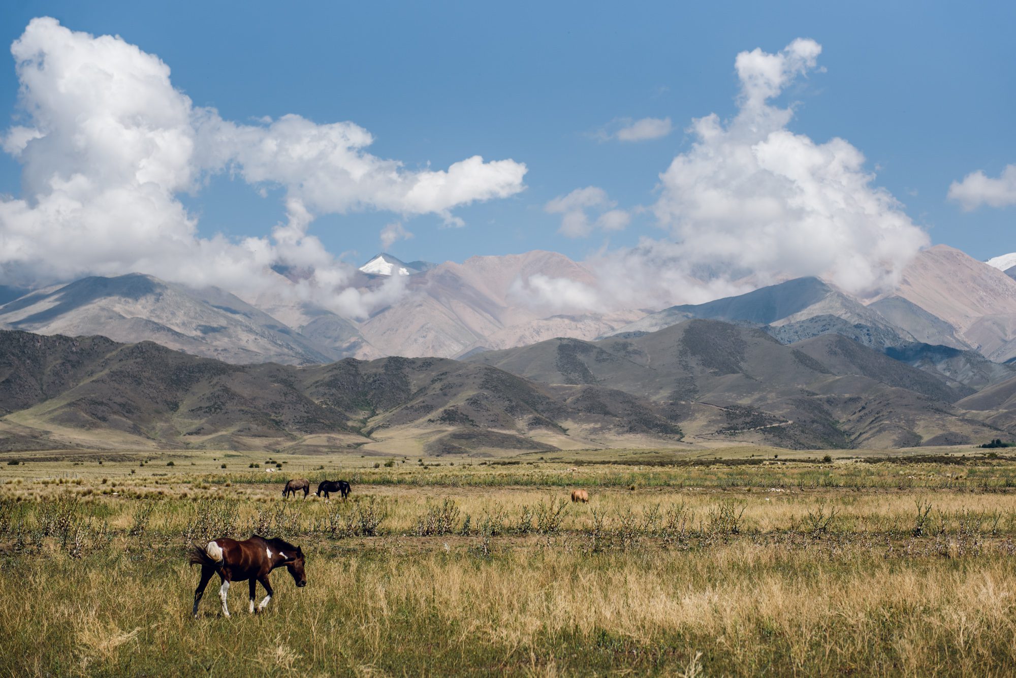 a a horse walking through a Gaucho ranch in Mendoza, Argentina
