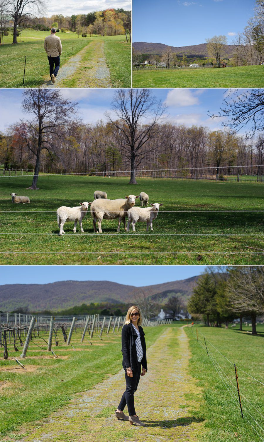 Shenandoah Mountains, Lambs, Sheep, Walk, Blue Skies, 