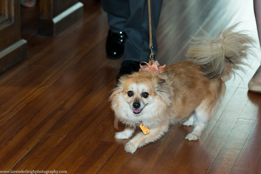 Pittsburgh Zoo Wedding | First Unitarian Church| Dog Ring Bearer | Pittsburgh Wedding Photographer | Pittsburgh Wedding Photographers | Lavender Leigh Photography | Blog