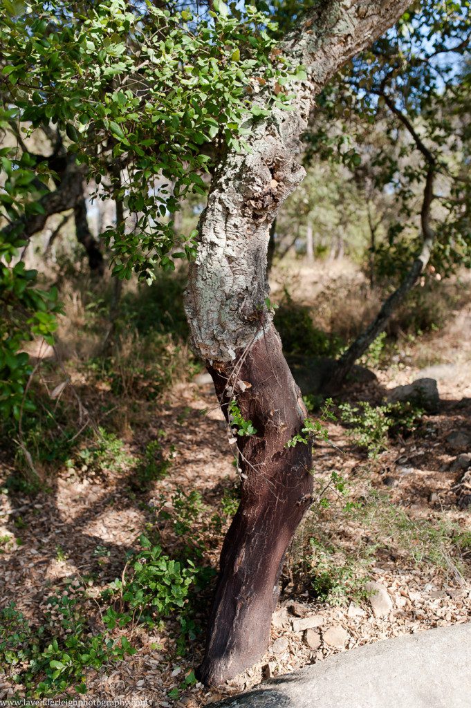 Costa Brava and Barcelona Lavender Leigh Photography-132