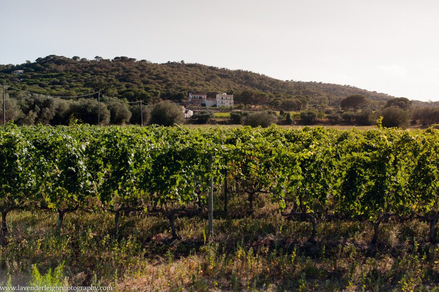 The view of Celler Mas Eugeni from the vineyards