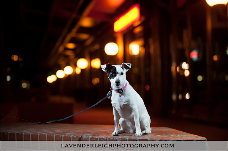 Pet Photographer | Pittsburgh Pet Photographers | Lavender Leigh Photography  | Station Square