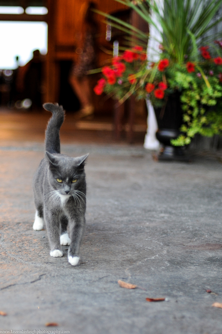 Barn Cat | Wedding Reception Venue | Rustic Acres Wedding Reception | Rustic Acres Ceremony | Getting Ready Pictures |  Pittsburgh Wedding Photographer | Pittsburgh Wedding Photographers | Lavender Leigh Photography | Blog