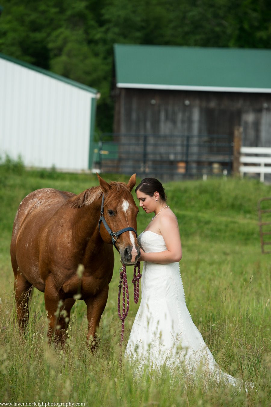 Club at Shadow Lakes Wedding| Bride and Horse| Pittsburgh Wedding Photographer | Pittsburgh Wedding Photographers | Lavender Leigh Photography | Blog
