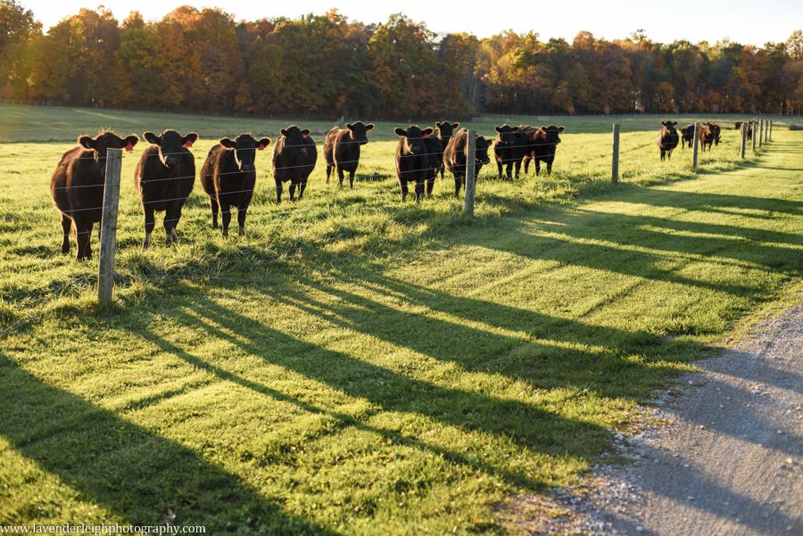 Armstrong Farms | Engagement Session | Fall | Autumn | Lace Dress | Pittsburgh Wedding Photographer | Pittsburgh Engagement Photographer | Pittsburgh Wedding Photographers | Lavender Leigh Photography | Blog