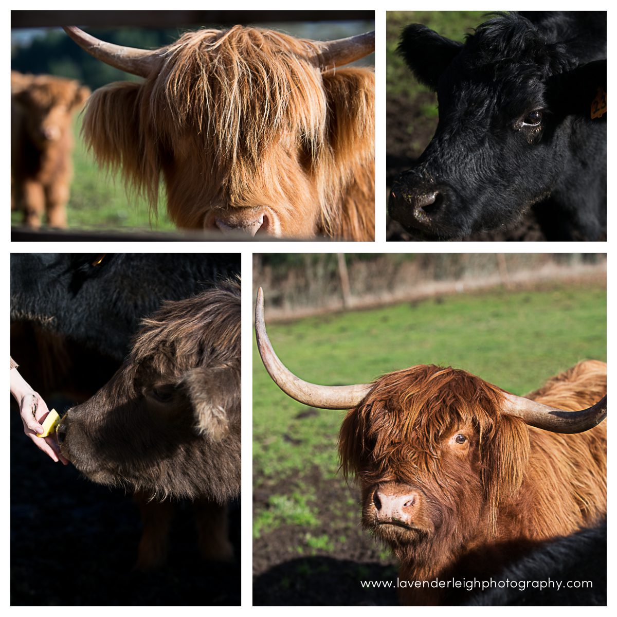 Youngberg Hill Bed and Breakfast | McMinnville Oregon| Wedding Photography Workshop | Pittsburgh Wedding Photographers | Lavender Leigh Photography | Blog