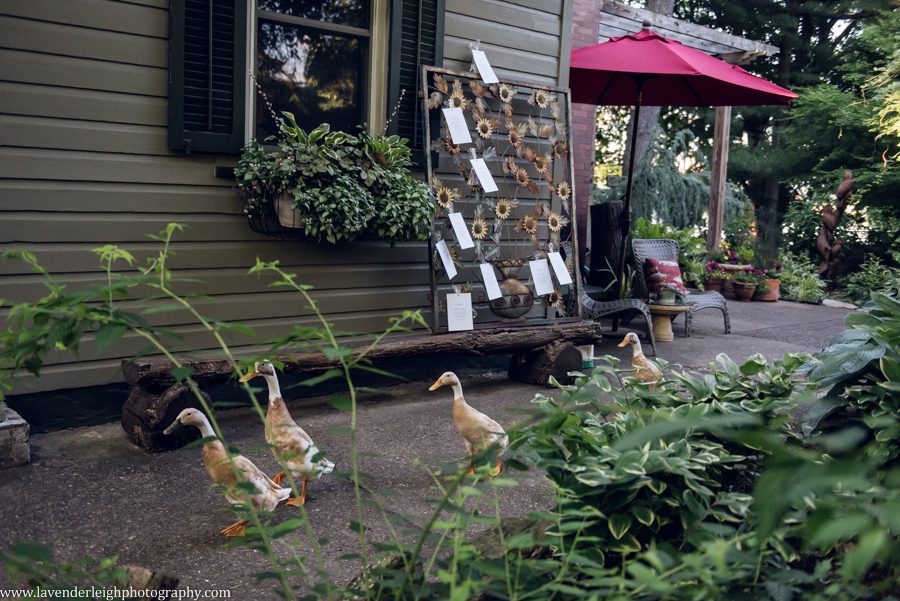<alt>ducks walking through Choderwood in Pittsburgh, Pennsylvania</alt>