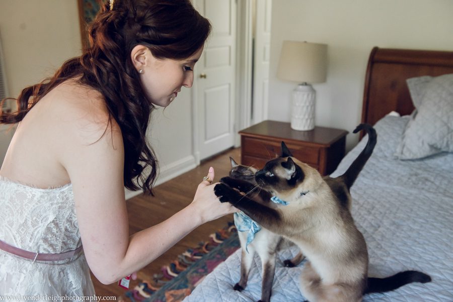 <alt>cats eating tuna paste off of bride's finger</alt>
