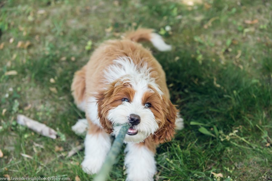 <alt>a puppy pulling on his leash</alt<