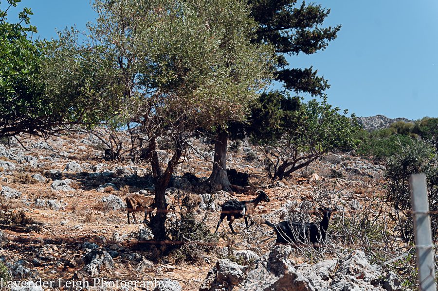 <alt>Mountain goats galore around Chania, Crete</alt>